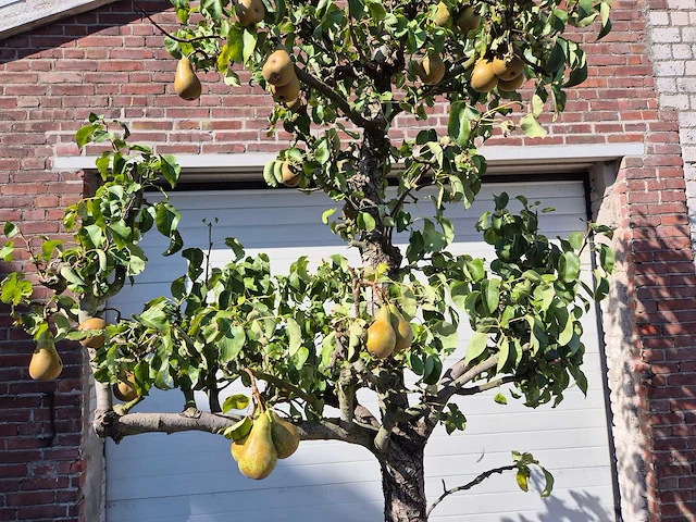 Perenboom conference - fruit tree - pyrus communis - hoogte ca. 250cm - afbeelding 2 van  5