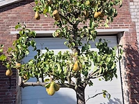 Perenboom conference - fruit tree - pyrus communis - hoogte ca. 250cm - afbeelding 2 van  5