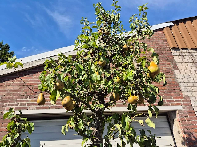 Perenboom conference - fruit tree - pyrus communis - hoogte ca. 250cm - afbeelding 3 van  5