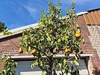Perenboom conference - fruit tree - pyrus communis - hoogte ca. 250cm - afbeelding 3 van  5