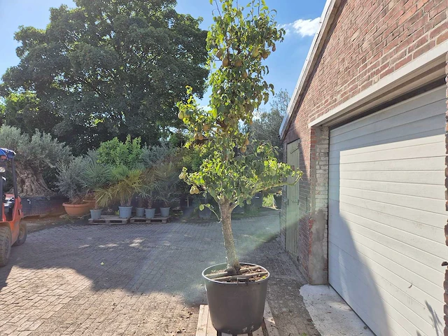 Perenboom conference - fruit tree - pyrus communis - hoogte ca. 250cm - afbeelding 4 van  5