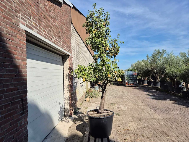 Perenboom conference - fruit tree - pyrus communis - hoogte ca. 250cm - afbeelding 5 van  5