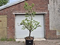 Perenboom conference - fruit tree - pyrus communis - hoogte ca. 280cm - afbeelding 1 van  5