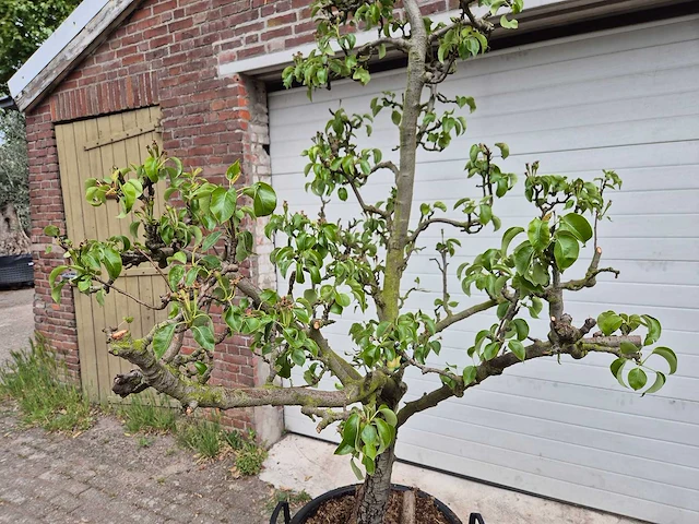 Perenboom conference - fruit tree - pyrus communis - hoogte ca. 280cm - afbeelding 2 van  5