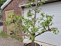 Perenboom conference - fruit tree - pyrus communis - hoogte ca. 280cm - afbeelding 2 van  5