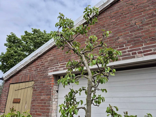 Perenboom conference - fruit tree - pyrus communis - hoogte ca. 280cm - afbeelding 3 van  5