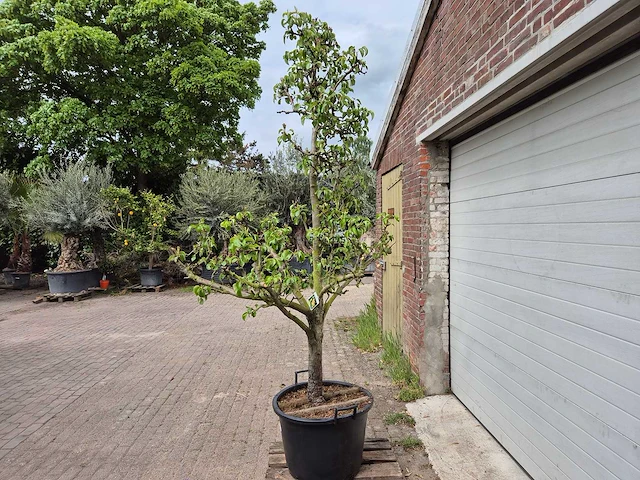 Perenboom conference - fruit tree - pyrus communis - hoogte ca. 280cm - afbeelding 4 van  5