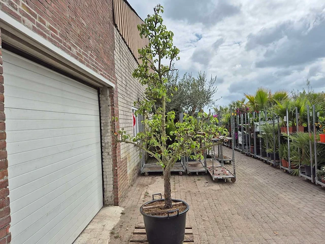 Perenboom conference - fruit tree - pyrus communis - hoogte ca. 280cm - afbeelding 5 van  5