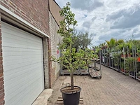 Perenboom conference - fruit tree - pyrus communis - hoogte ca. 280cm - afbeelding 5 van  5