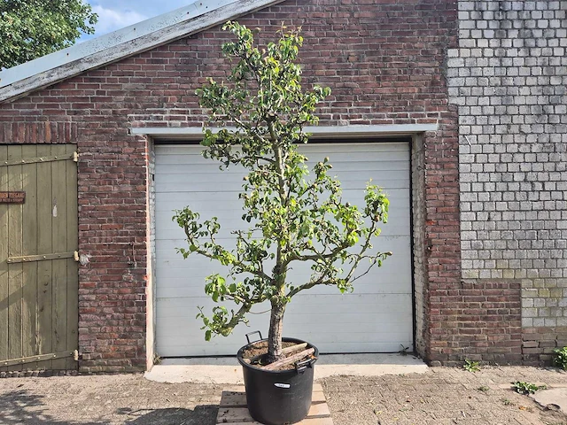 Perenboom conference - fruit tree - pyrus communis - hoogte ca. 280cm - afbeelding 1 van  6