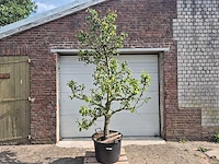 Perenboom conference - fruit tree - pyrus communis - hoogte ca. 280cm - afbeelding 1 van  6
