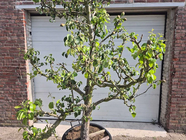 Perenboom conference - fruit tree - pyrus communis - hoogte ca. 280cm - afbeelding 2 van  6