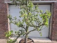 Perenboom conference - fruit tree - pyrus communis - hoogte ca. 280cm - afbeelding 2 van  6