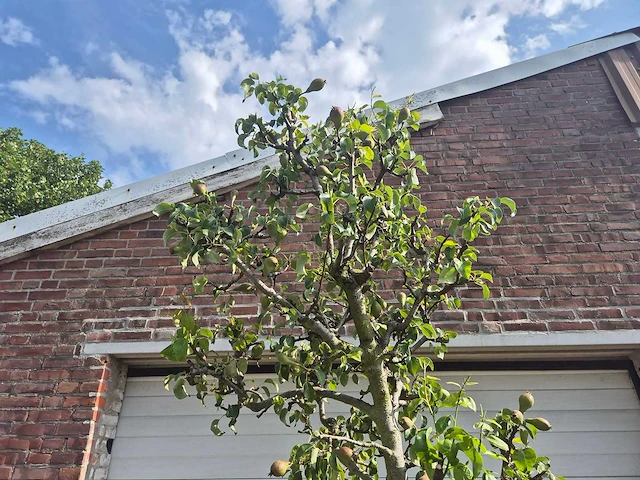 Perenboom conference - fruit tree - pyrus communis - hoogte ca. 280cm - afbeelding 3 van  6
