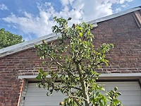 Perenboom conference - fruit tree - pyrus communis - hoogte ca. 280cm - afbeelding 3 van  6