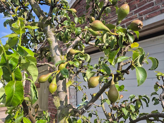 Perenboom conference - fruit tree - pyrus communis - hoogte ca. 280cm - afbeelding 4 van  6
