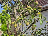 Perenboom conference - fruit tree - pyrus communis - hoogte ca. 280cm - afbeelding 4 van  6