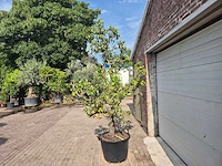 Perenboom conference - fruit tree - pyrus communis - hoogte ca. 280cm - afbeelding 5 van  6