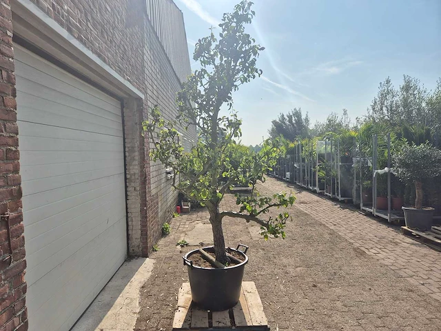 Perenboom conference - fruit tree - pyrus communis - hoogte ca. 280cm - afbeelding 6 van  6