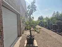 Perenboom conference - fruit tree - pyrus communis - hoogte ca. 280cm - afbeelding 6 van  6