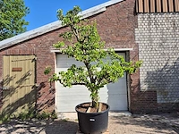 Perenboom conference - fruit tree - pyrus communis - hoogte ca. 300 cm