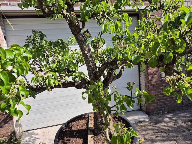 Perenboom conference - fruit tree - pyrus communis - hoogte ca. 300 cm - afbeelding 2 van  6