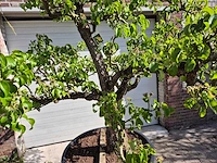 Perenboom conference - fruit tree - pyrus communis - hoogte ca. 300 cm - afbeelding 2 van  6