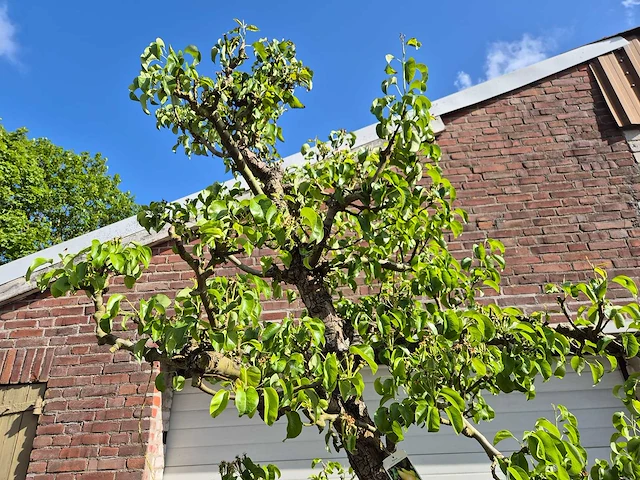 Perenboom conference - fruit tree - pyrus communis - hoogte ca. 300 cm - afbeelding 3 van  6