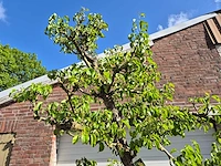 Perenboom conference - fruit tree - pyrus communis - hoogte ca. 300 cm - afbeelding 3 van  6