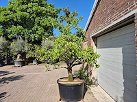 Perenboom conference - fruit tree - pyrus communis - hoogte ca. 300 cm - afbeelding 4 van  6