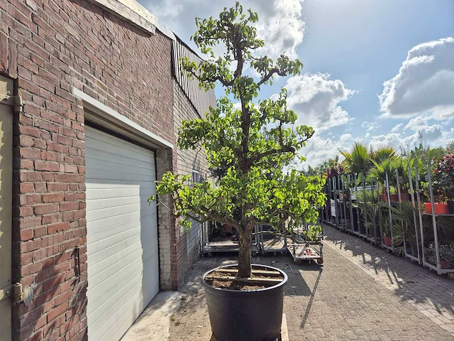 Perenboom conference - fruit tree - pyrus communis - hoogte ca. 300 cm - afbeelding 5 van  6