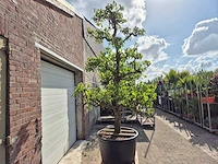 Perenboom conference - fruit tree - pyrus communis - hoogte ca. 300 cm - afbeelding 5 van  6