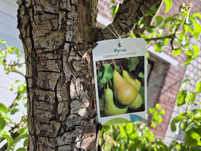 Perenboom conference - fruit tree - pyrus communis - hoogte ca. 300 cm - afbeelding 6 van  6