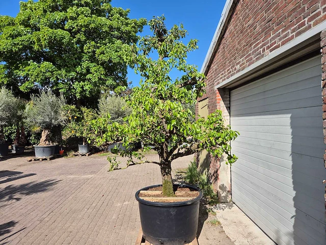 Perenboom conference - fruit tree - pyrus communis - hoogte ca. 300 cm - afbeelding 4 van  6
