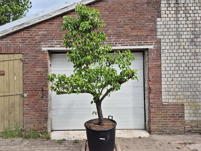 Perenboom conference - fruit tree - pyrus communis - hoogte ca. 300cm - afbeelding 1 van  5
