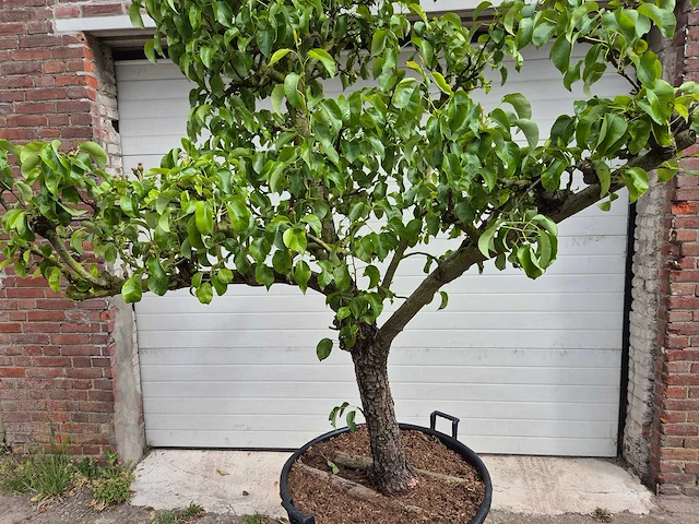 Perenboom conference - fruit tree - pyrus communis - hoogte ca. 300cm - afbeelding 2 van  5