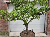 Perenboom conference - fruit tree - pyrus communis - hoogte ca. 300cm - afbeelding 2 van  5
