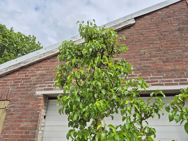 Perenboom conference - fruit tree - pyrus communis - hoogte ca. 300cm - afbeelding 3 van  5