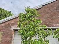Perenboom conference - fruit tree - pyrus communis - hoogte ca. 300cm - afbeelding 3 van  5