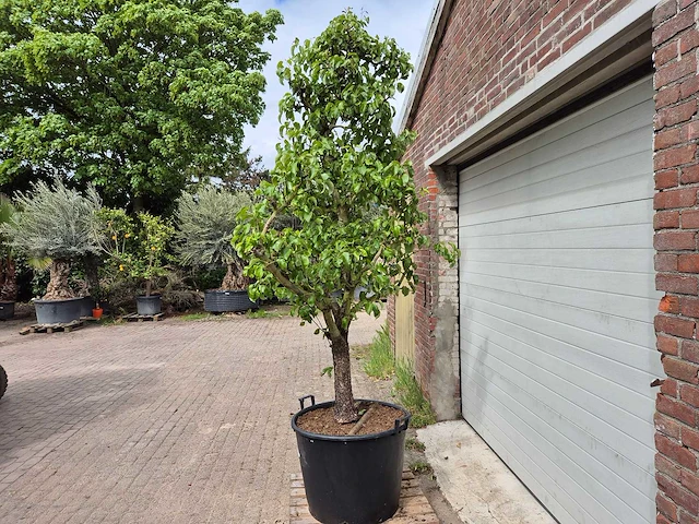 Perenboom conference - fruit tree - pyrus communis - hoogte ca. 300cm - afbeelding 4 van  5
