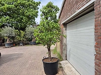 Perenboom conference - fruit tree - pyrus communis - hoogte ca. 300cm - afbeelding 4 van  5