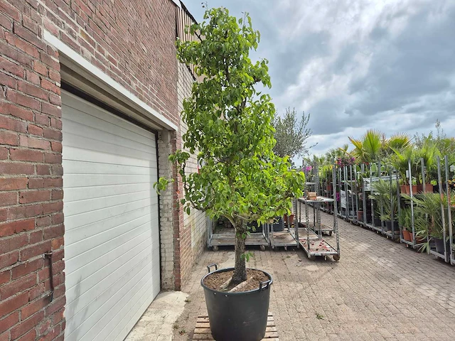 Perenboom conference - fruit tree - pyrus communis - hoogte ca. 300cm - afbeelding 5 van  5
