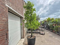 Perenboom conference - fruit tree - pyrus communis - hoogte ca. 300cm - afbeelding 5 van  5