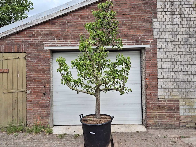 Perenboom conference - fruit tree - pyrus communis - hoogte ca. 300cm - afbeelding 1 van  5