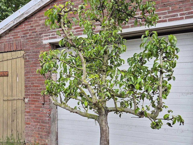 Perenboom conference - fruit tree - pyrus communis - hoogte ca. 300cm - afbeelding 2 van  5