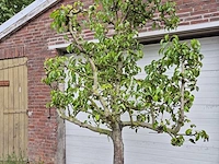 Perenboom conference - fruit tree - pyrus communis - hoogte ca. 300cm - afbeelding 2 van  5
