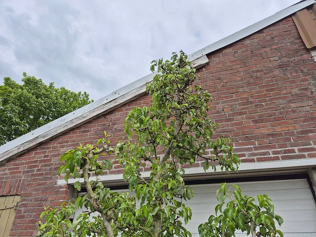 Perenboom conference - fruit tree - pyrus communis - hoogte ca. 300cm - afbeelding 3 van  5