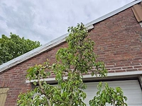 Perenboom conference - fruit tree - pyrus communis - hoogte ca. 300cm - afbeelding 3 van  5