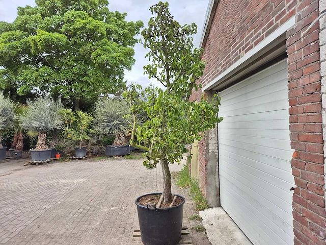 Perenboom conference - fruit tree - pyrus communis - hoogte ca. 300cm - afbeelding 4 van  5