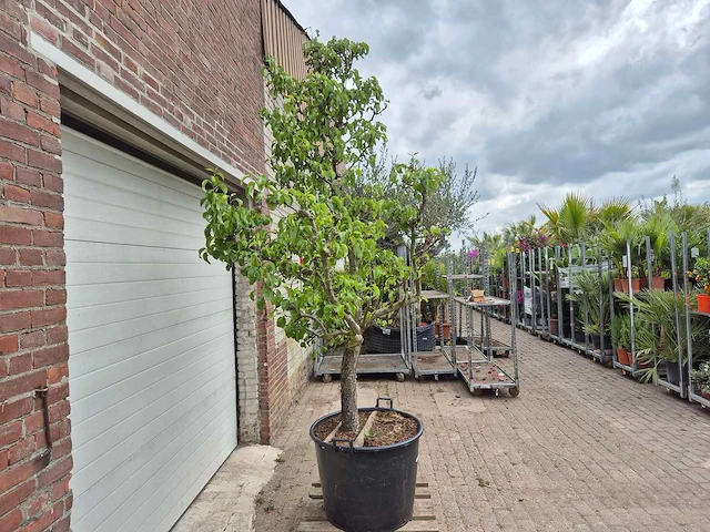 Perenboom conference - fruit tree - pyrus communis - hoogte ca. 300cm - afbeelding 5 van  5